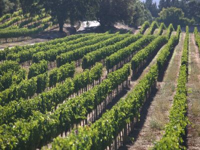 洋書 Beyond The Grapes: Napa Valley 洋書 Beyond The Grapes: Napa Valley 洋書 Beyond The Grapes